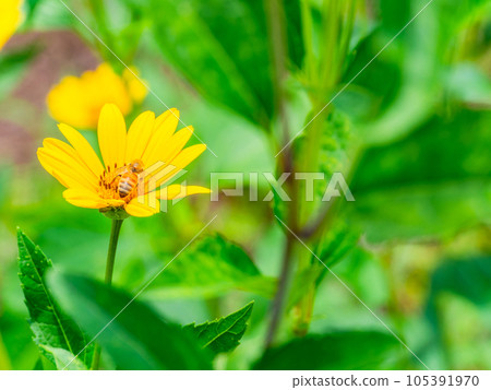 Beautiful flowers in early summer Yellow chrysanthemums and bees in full bloom 105391970