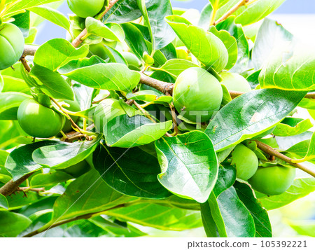 Scenery of early summer Blue persimmon fruit beginning to grow Scenery of early summer Blue persimmon fruit beginning to grow 105392221