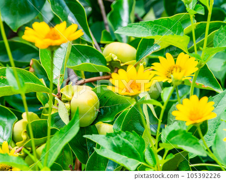 Scenery of early summer Blue persimmon fruits and yellow Jerusalem artichoke flowers starting to grow 105392226