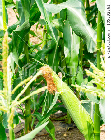 看起來很美味的夏季蔬菜,田間種植的玉米 看起來很美味的夏季蔬菜,田間種植的玉米 105392561