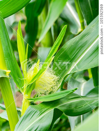 Delicious-looking summer vegetables, corn grown in the field 105392569