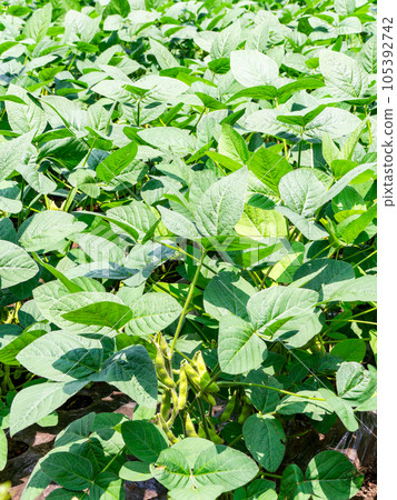 Summer vegetables that look delicious, green soybeans in the field Summer vegetables that look delicious, green soybeans in the field 105392742
