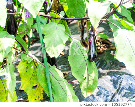 Delicious-looking summer vegetables Eggplants grown in the field 105392774
