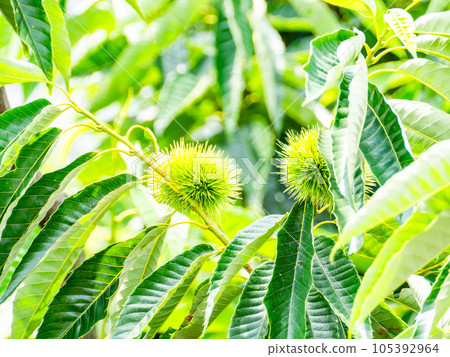Scenery of early summer, chestnuts still green and juicy 105392964