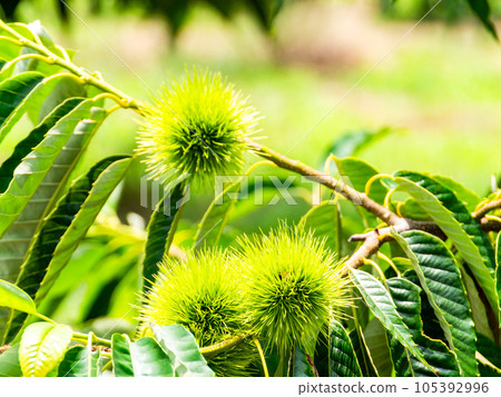 Scenery of early summer, chestnuts still green and juicy Scenery of early summer, chestnuts still green and juicy 105392996