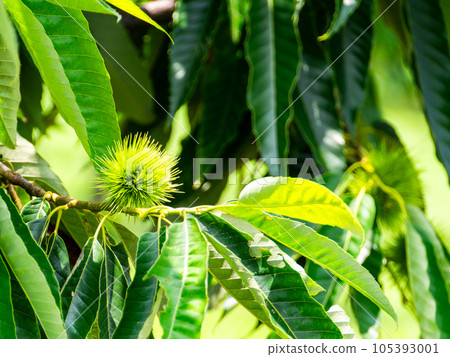 Scenery of early summer, chestnuts still green and juicy Scenery of early summer, chestnuts still green and juicy 105393001