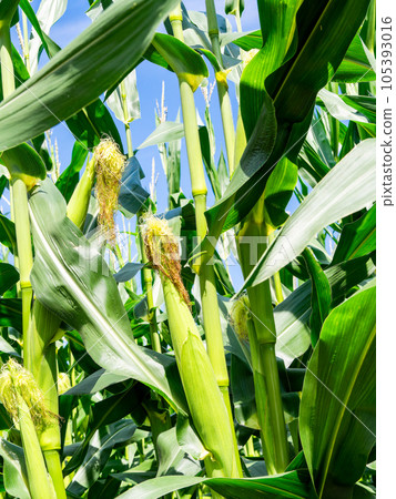 Delicious-looking summer vegetables, corn grown in the field Delicious-looking summer vegetables, corn grown in the field 105393016
