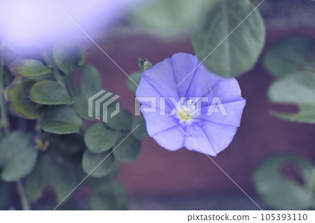 田旋花 田旋花 105393110