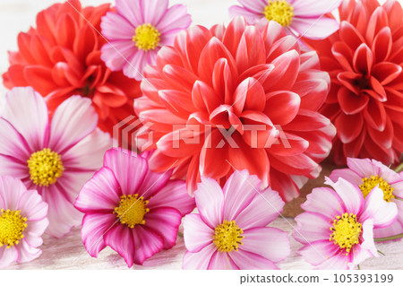 Dahlia and cosmos flower background 105393199