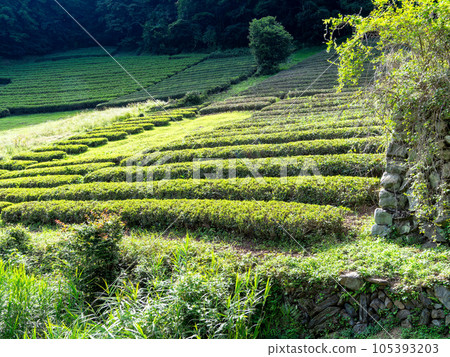 山上村莊山坡上的初夏茶園風景 105393203