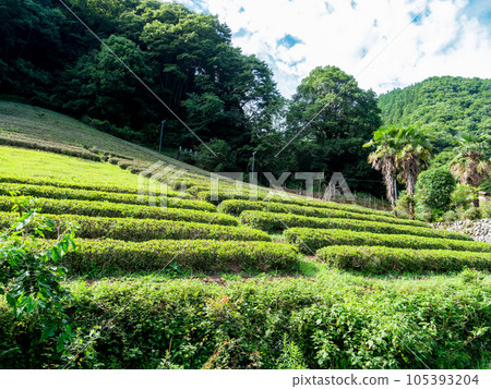 山上村莊山坡上的初夏茶園風景 105393204