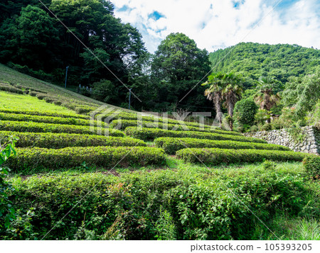 山上村莊山坡上的初夏茶園風景 105393205