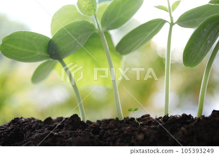 Growing plant sprout macro closeup Growing plant sprout macro closeup 105393249