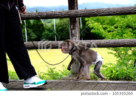 monkey playing in the park 105393260