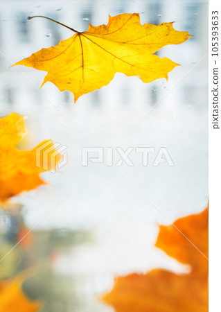 Yellow leaf autumn window rain autumn background fall season. Fallen leaf on window glass. Abstract autumn design. Maple background. Yellow maple leaves glass. September. October. Foliage background 105393633