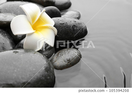 Beautiful plumeria flower on spa stones in water, space for text. Zen lifestyle 105394208