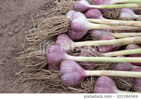 Harvesting garlic in the garden. Purple heads of garlic with roots lie in a bunch on the ground. Home organic growing vegetables. Close up. Harvesting garlic in the garden. Purple heads of garlic with roots lie in a bunch on the ground. Home organic growing vegetables. Close up. 105394369