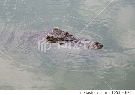 Close up big head crocodile is show head in river 105394675