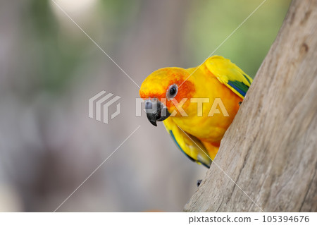 The mini parrot bird on stick tree The mini parrot bird on stick tree 105394676