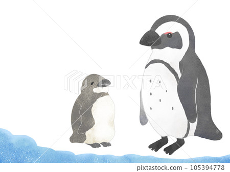 Cute cape penguin parent and child illustration Cute cape penguin parent and child illustration 105394778