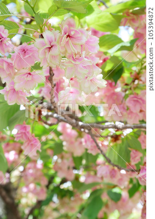 紅變綠櫻花 (Gyoi Kizakura) - 3:2 版本 紅變綠櫻花 (Gyoi Kizakura) - 3:2 版本 105394872