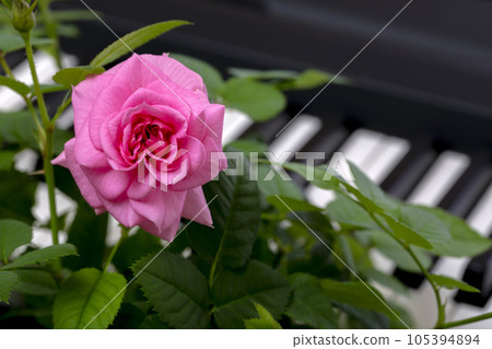 Pink rose flower on piano keys background 105394894
