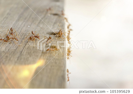 Fire ants are looking for food. Action group of fire ants on defocused background Fire ants are looking for food. Action group of fire ants on defocused background 105395629