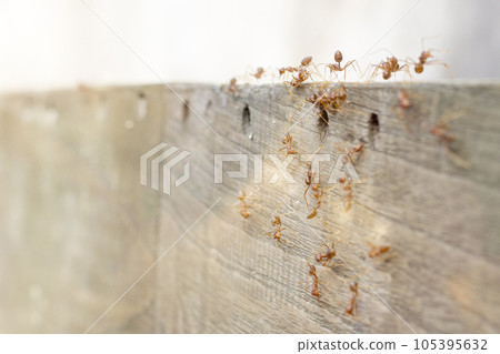 Fire ants are looking for food. Action group of fire ants on defocused background Fire ants are looking for food. Action group of fire ants on defocused background 105395632