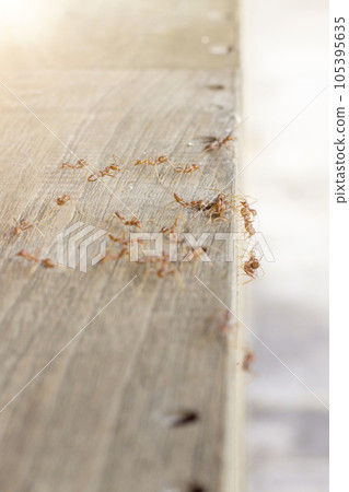 Fire ants are looking for food. Action group of fire ants on defocused background Fire ants are looking for food. Action group of fire ants on defocused background 105395635