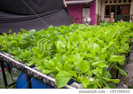fresh spinach vegetable field. neatly arranged with the hydroponic method fresh spinach vegetable field. neatly arranged with the hydroponic method 105395643