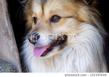 Closeup portrait of cute mutt dog. The muzzle of a mongrel with red hair Closeup portrait of cute mutt dog. The muzzle of a mongrel with red hair 105395649
