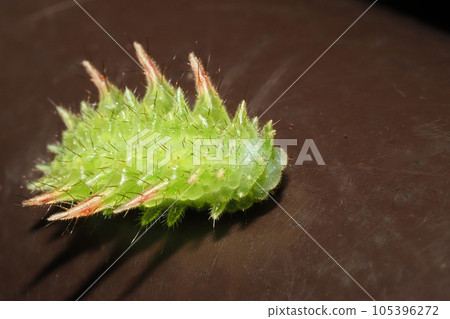 Red worm larva Red worm larva 105396272