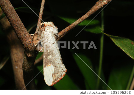 妻木鯱子的一種 妻木鯱子的一種 105396298