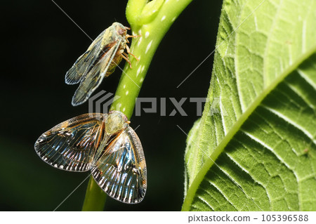 Scuba Hagoromo 105396588