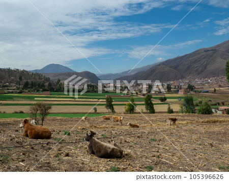 Cows on farmer field. Crop field in Peru, South America. 105396626