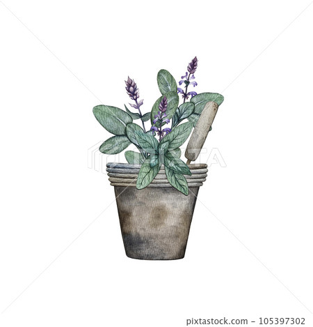 Composition of leaves and branches of sage. High quality watercolor illustration Composition of leaves and branches of sage. High quality watercolor illustration 105397302