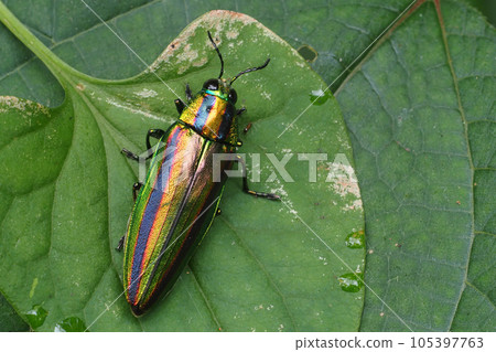 Buprestidae（Yamatotamamushi） 105397763