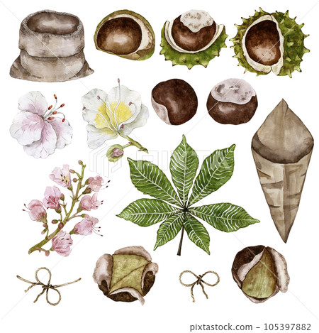 Set for compositions from chestnuts. Inflorescence, fresh and roasted fruits. Watercolor illustration 105397882