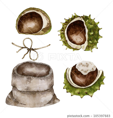 Set for the composition of chestnuts. Chestnut inflorescence and canvas bag. Watercolor illustration Set for the composition of chestnuts. Chestnut inflorescence and canvas bag. Watercolor illustration 105397883