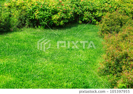 landscape design of a clearing with a mowed lawn surrounded by bushes on a sunny summer day, nobody. landscape design of a clearing with a mowed lawn surrounded by bushes on a sunny summer day, nobody. 105397955