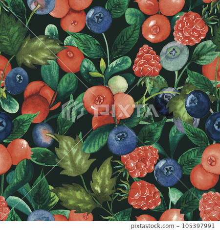 Forest berry seamless watercolour pattern with cranberry cowberry blueberry raspberry. berries and leaves hand drawn illustration isolated on black. red huckleberry, red billberry, whortleberry Forest berry seamless watercolour pattern with cranberry cowberry blueberry raspberry. berries and leaves hand drawn illustration isolated on black. red huckleberry, red billberry, whortleberry 105397991