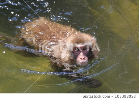 日本獼猴游泳看著相機 105398058