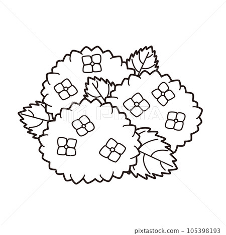 Hydrangea illustration 3 coloring page Hydrangea illustration 3 coloring page 105398193