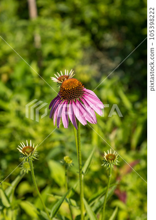 Echinacea purpurea Echinacea purpurea 105398222