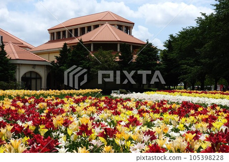 百合的深谷綠色公園 105398228