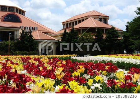 百合的深谷綠色公園 百合的深谷綠色公園 105398230