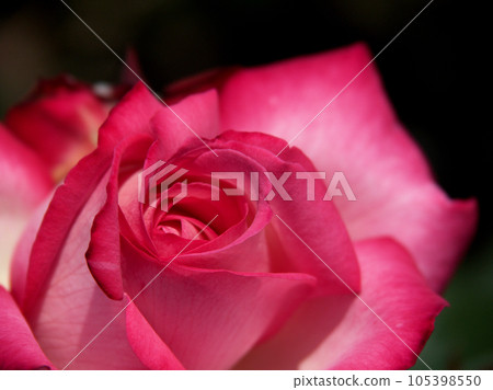 The red rose flower "Seika" that blooms in May The red rose flower "Seika" that blooms in May 105398550