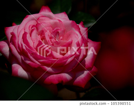 The red rose flower "Seika" that blooms in May 105398551