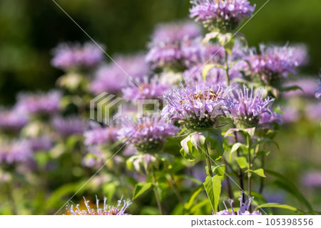 Wild Bergamot 105398556