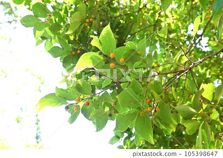 金針果和核果 105398647